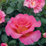 Pink Paradise a fost desemnat drept cel mai frumos trandafir al anului 2011