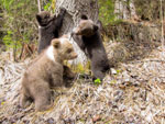 Trei ursuleti simpatici, noii locatari ai Centrului pentru Reabilitarea Ursilor Orfani din Harghita
