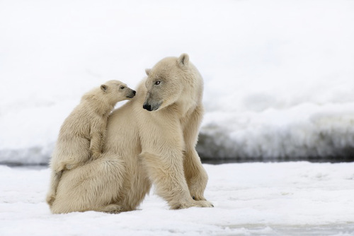 Copiii zapezii urs polar
