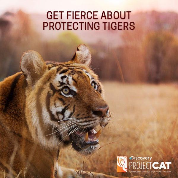 Discovery Communications anunță lansarea proiectului „C.A.T.: Conserving Acres For Tigers”