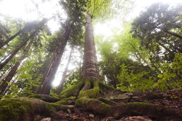 Peste 9000 de hectare de păduri virgine sunt securizate, prin eforturile WWF-România