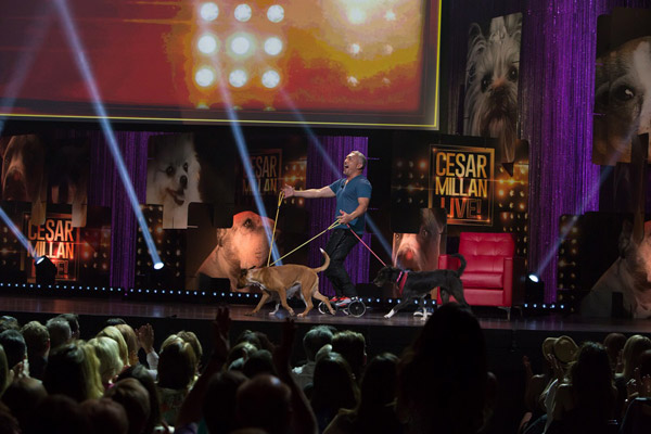Află ce trebuie să faci pentru a fi pe scenă, alături de câinele tău la show-ul lui Cesar Millan