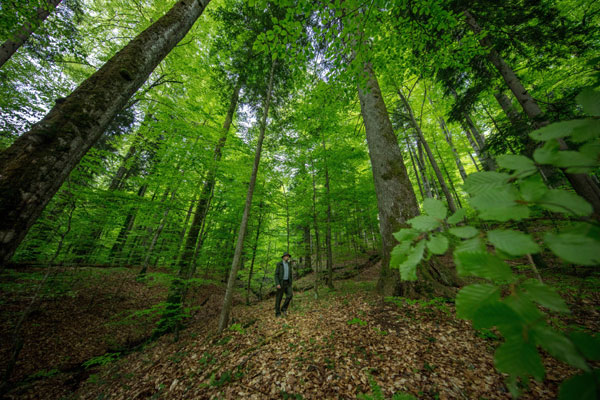 24.000 de hectare de păduri virgine din România au intrat în patrimoniul UNESCO