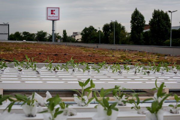 Premieră: Kaufland România își transformă acoperișurile, parcările și exteriorul magazinelor în grădini urbane pentru comunitate