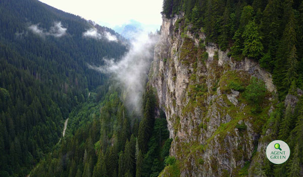 Pădurile virgine descoperite recent pe proprietățile Schweighofer vor fi protejate