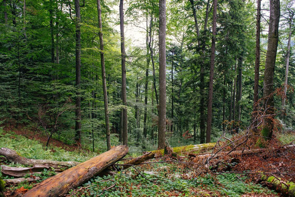2000 de hectare de păduri virgine sunt securizate, prin eforturile WWF-România