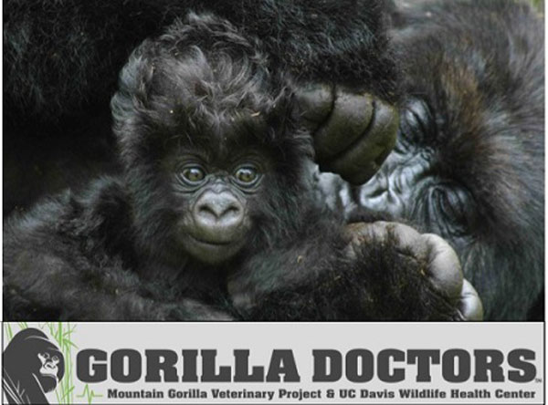 LIA in partnership with Gorilla Doctors announced a global competition for young creative talent.