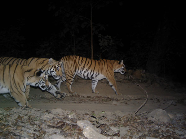 Populația de tigri sălbatici din Nepal e pe cale să se dubleze