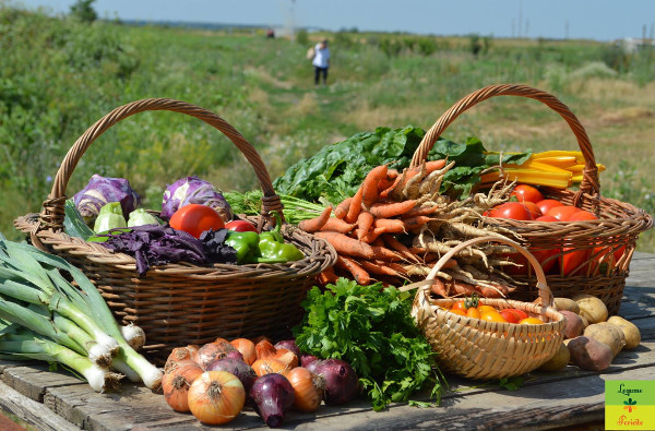 Legume Fericite ajunge la 10 hectare și devine cea mai mare fermă legumicolă bio din apropierea Bucureștiului