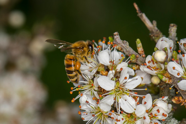 Pe 20 mai, Ministerele Agriculturii din Statele Membre UE discută viitorul albinelor