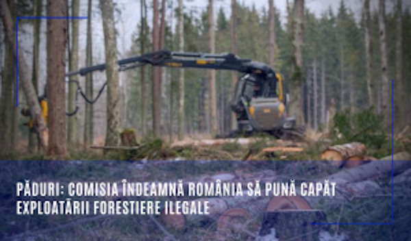 Păduri: Comisia îndeamnă România să pună capăt exploatării forestiere ilegale