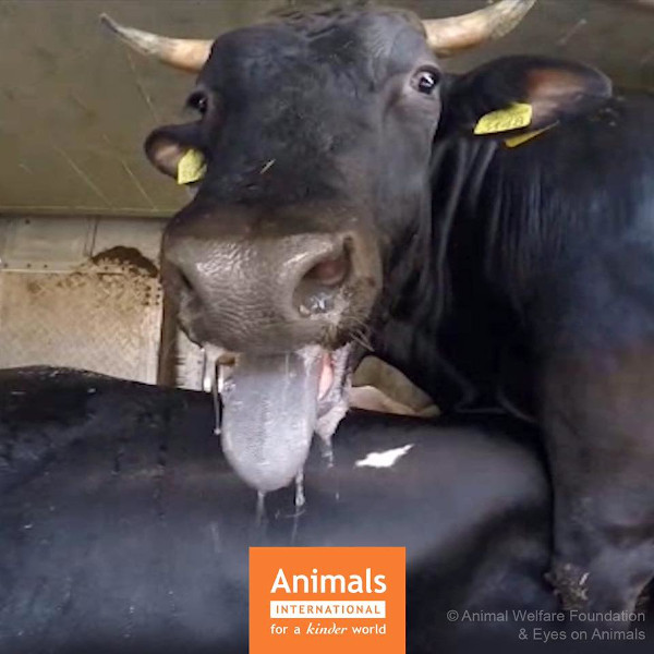 Animals - suspendarea exportului cu animale vii