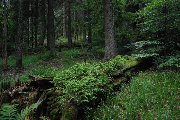 Noul proiect WWF România promovează lemnul mort pentru creșterea rezilienței pădurilor în zona transfrontalieră România-Ucraina