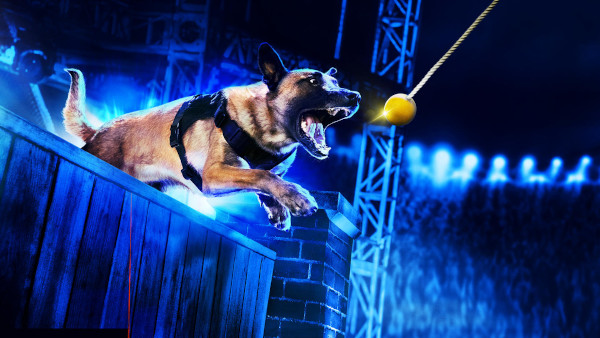 HISTORY® transmite în exclusivitate serialul-concurs „Câini Polițiști de Top”