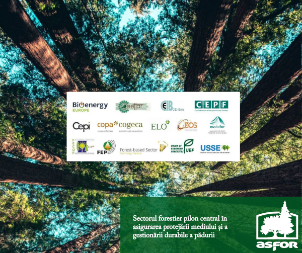 Sectorul forestier pilon central în asigurarea protejării mediului și a gestionării durabile a pădurii