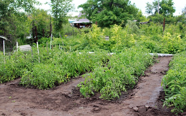 Cum folosești corect erbicidele în grădina de legume