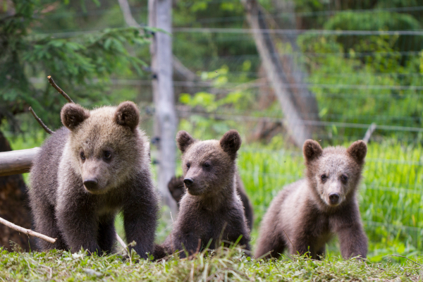 WWF-România lansează Bearflix, primul serviciu de streaming care ajută ursuleții orfani