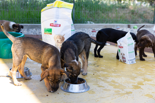 Hill’s România sponsorizează 13 adăposturi de animale cu echivalentul a 200.000 de mese pentru câini și 500.000 de mese pentru pisici