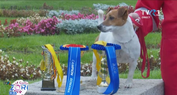 Cel mai frumos câine din România, campion național și la căutare-salvare