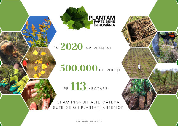 În 2020 am plantat jumătate de milion de puieți – povestea merge mai departe