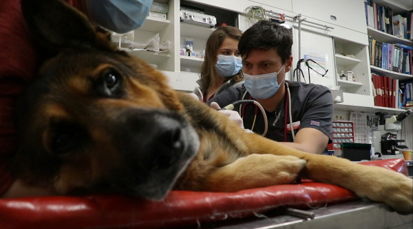 Urgențe medicale veterinare, rezolvate în „Petmania”, la TVR 1