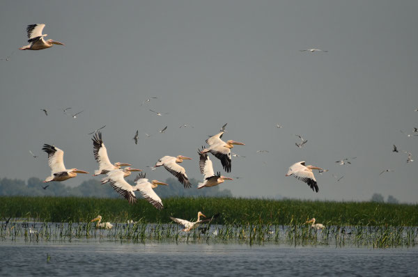 JYSK susține WWF-România pentru protejarea habitatelor acvatice