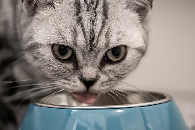 Cât de multă hrană umedă ar trebui să primească pisica ta?
