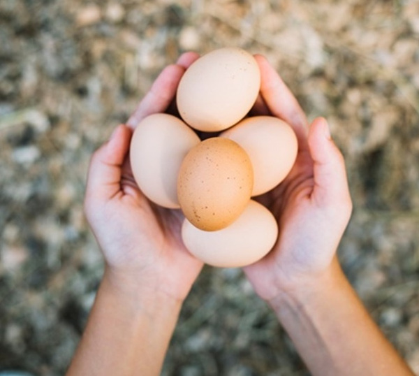 Divizia Nestlé de produse alimentare din Europa anunță că folosește acum doar ouă de la găini crescute la sol