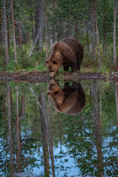 Urs brun © Ola Jennersten - WWF
