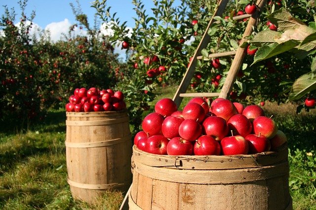 Cât de sănătoase sunt merele? Beneficiile lor, explicate de nutriționistul Gianluca Mech