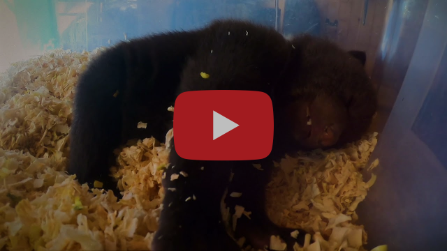 WWF-România aduce filme noi pe Bearflix – primul serviciu de streaming care ajută ursuleții orfani