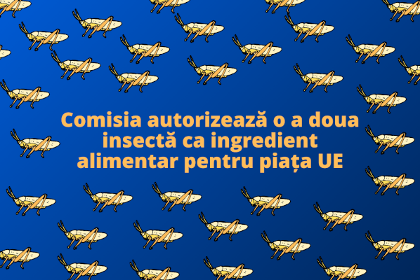Locusta migratoria (lăcusta călătoare) aliment Uniunea europeana