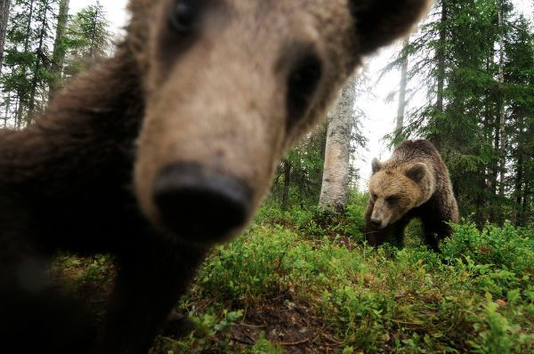 Urșii devin cameramani: WWF publică în premieră imagini video filmate de urși