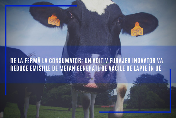 De la fermă la consumator: un aditiv furajer inovator va reduce emisiile de metan generate de vacile de lapte în UE
