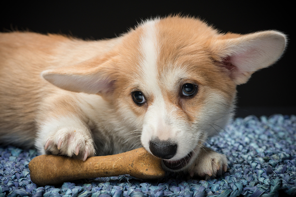accesorii pentru caini - sursa foto Shutterstock, via petpal.ro