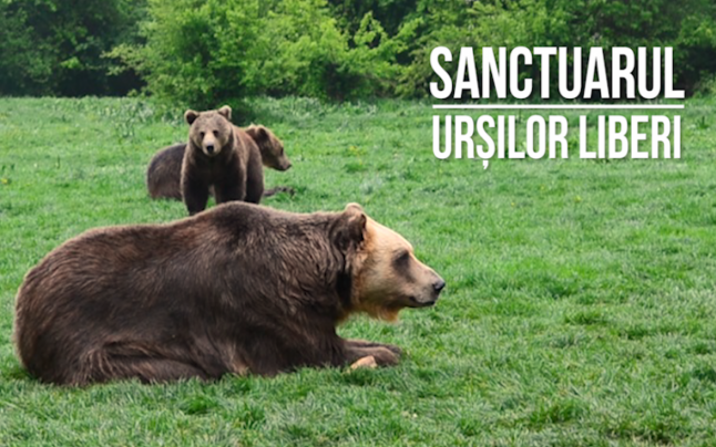 Wetterbest susține Sanctuarul AMP Libearty de la Zărnești, cel mai mare sanctuar de urși bruni din lume