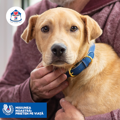 Hill’s Pet Nutrition continuă campania de donații #MisiuneaNoastraPrietenPeViata pentru susținerea adăposturilor de animale din România