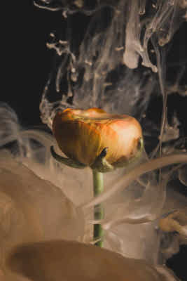 trandafir galben in fum