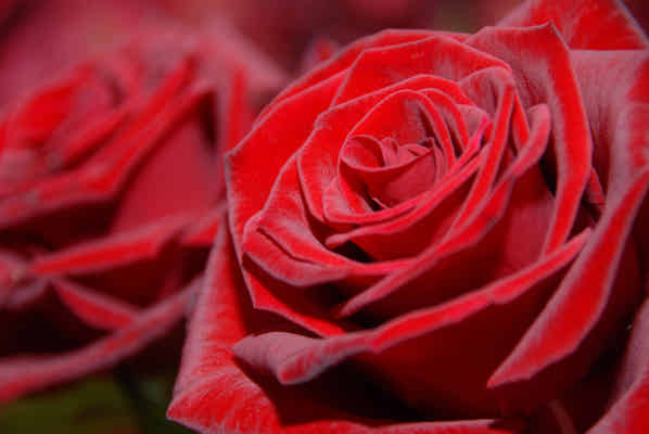 trandafir rosu FreeImages.com/muscleman