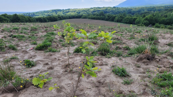 Plantăm fapte bune în România – 445.000 de puieți plantați în sezonul de primăvară