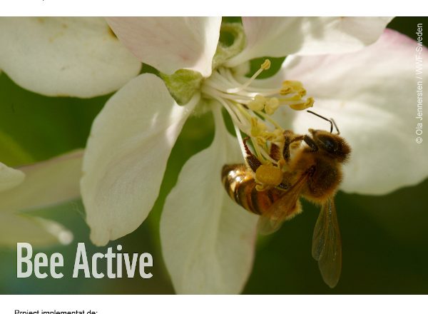 Se caută programatori și designeri care vor să susțină supraviețuirea albinelor