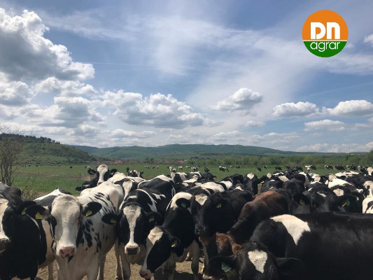 DN AGRAR Group vaci de lapte