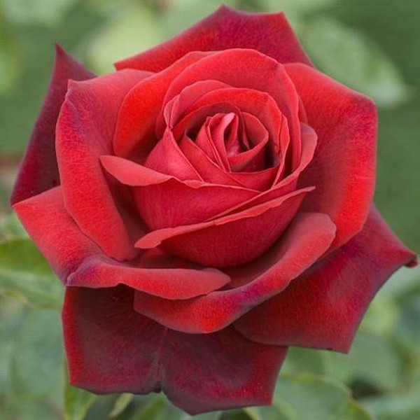 trandafir Edith Piaf