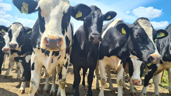 DN AGRAR Vaci Holstein februarie 2023