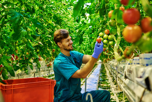 Cultivarea plantelor legumicole în spații protejate - 4 aspecte-cheie pentru producții de calitate Sursa foto: Shutterstock via agro.basf.ro