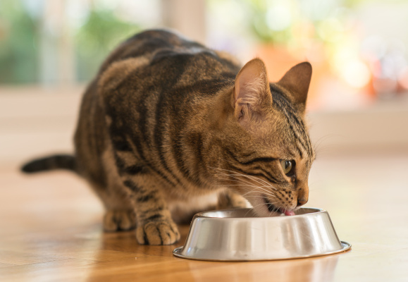 Mâncarea gătită poate dăuna sănătății pisicilor