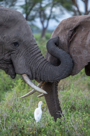 Documentarul Secretele elefantilor are premiera la National Georgraphic Wild cu ocazia Zilei Pământului