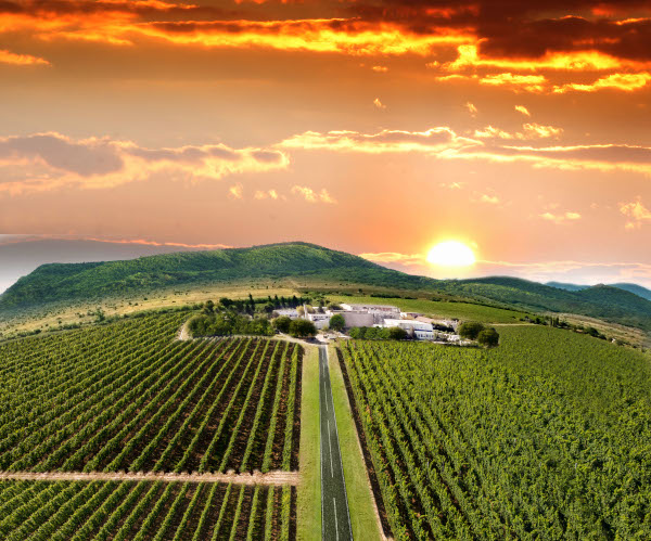 VINTRUVIAN ESTATES își consolidează poziția pe piața vinurilor premium din România