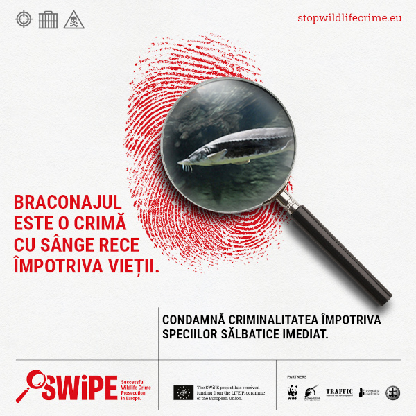 WWF România prezintă rezultate și activități pilot în România ale proiectului (SWiPE) „Instrumentarea cu succes a cazurilor de infracționalitate cu specii sălbatice în Europa”