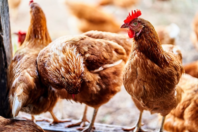 Ghid complet pentru crescătorii de găini: de la achiziționare la întreținere